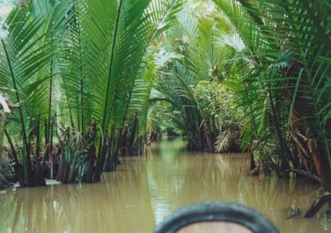 Mekong Delta - Dschungel