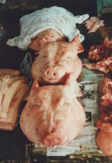 Mekong Delta - Schweineköpfe