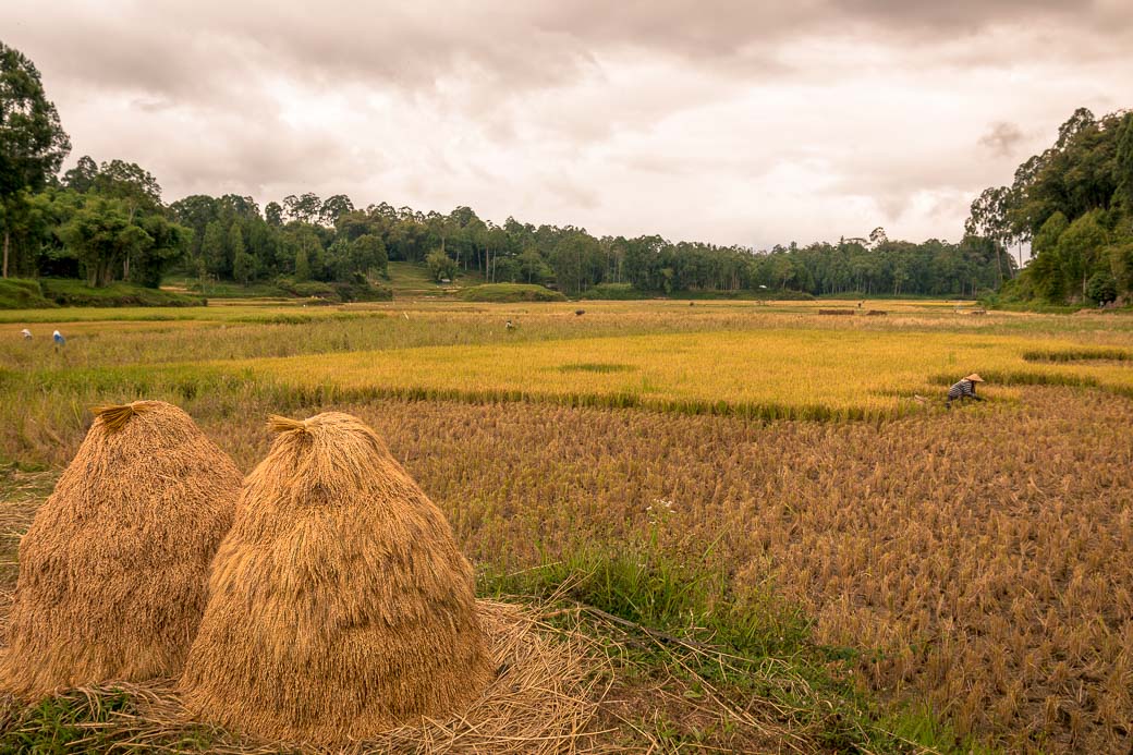 Reisfelder in Tana Toraja