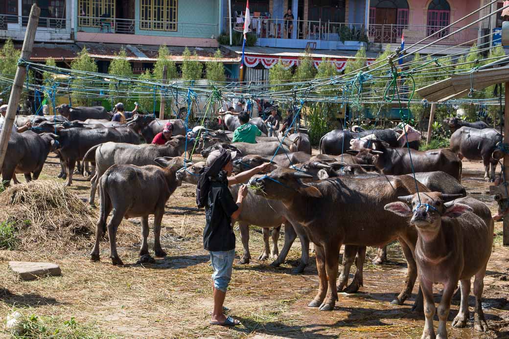 Büffel, Pasar Bolu