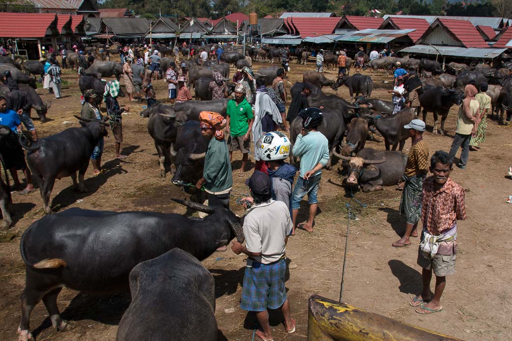 Büffel, Pasar Bolu